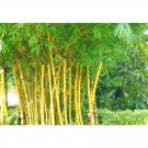 50Pcs Yellow Bamboo Seeds Fargesia Borinda Fungosa Fresh Garden