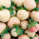 White Strawberry Seeds The Hottest Fruits In Japan 100Pcs Pack Fresh Garden