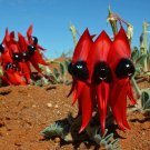 5Pcs Swainsona Formosa Seeds Sturt’S Desert Pea Fresh Garden