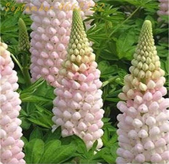 100Pcs Lupine Flowers Seeds Light Water Pink Flowers Fresh Garden