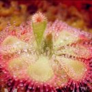 100Pcs Drosera Burmanni Seeds Greenish Light Pink Color Fresh Garden