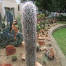 10Pcs Oreocereus Fossulatus Seeds Rare Cactus Fresh Garden