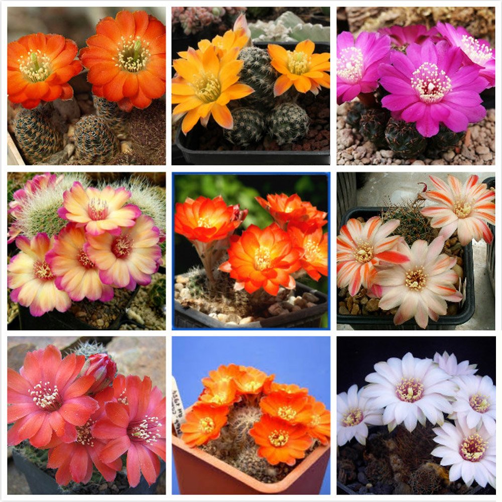 10Pcs Mediolobivia Mixed Seeds Rare Cactus Plants Fresh Garden