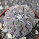 10Pcs Thelocephala Napina Seeds Rare Cactus Plants Fresh Garden