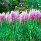 400Pcs Purple Pampas Seeds Ornamental Perennial Plant Fresh Garden
