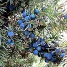 60 Organic Seeds Common Juniper Juniperus Communis Tree Shrub Fresh Garden