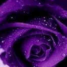 100Pcs Blue Pink Rose Seeds Rare Color Fresh Garden