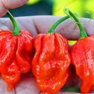 200Pcs Dragon S Breath Chili Pepper Seeds Fresh Garden