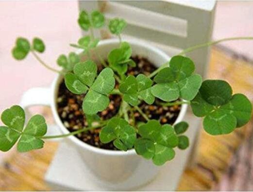200Pcs Four Leaf Clover Seeds Green Colors Fresh Garden