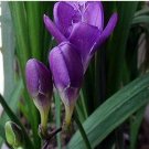 20Pcs Freesia Flower Seeds Purple Flowers Fresh Garden