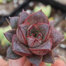 10Pcs Echeveria Purpusorum Seeds Red Succulent Fresh Garden