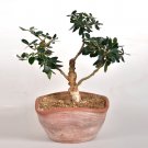 10Pcs Olive Bonsai Tree Seeds Olea Europaea Bonsai Mini Olive Tree Olive Bonsai Fresh Garden