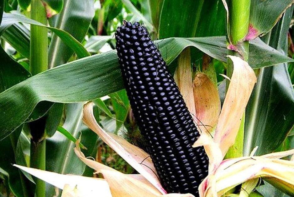 Aztec Black Corn Ancient Heirloom 20 Seeds Fresh Garden