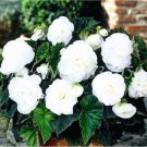 100Pcs Begonia Flower Seeds White Double Flowers Fresh Garden