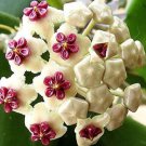 50Pcs Hoya Carnosa Flower Seeds Milky White With Dark Red Centre Fresh Garden
