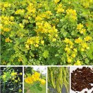 Cassia Seeds Herb Catsia Tora Linn Chinese Herb Seeds Flower Fresh Garden