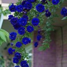 50Pcs Blue Climbing Rose Seeds Fresh Garden