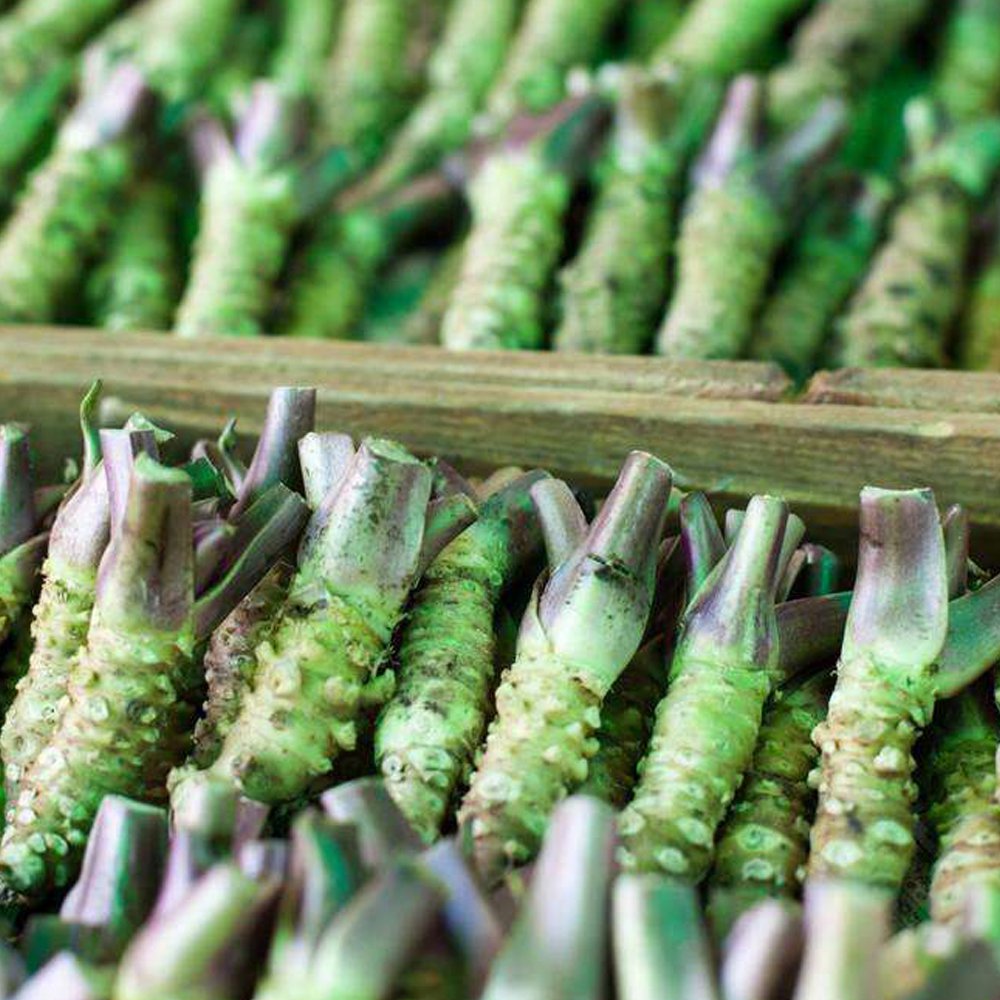 Wasabi Seeds Approx 400 Seeds Pack Original Pack Japanese Mustard Herbs Fresh Garden