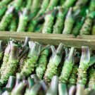 Wasabi Seeds Approx 400 Seeds Pack Original Pack Japanese Mustard Herbs Fresh Garden