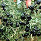 Goji Berry Black Organic Fruits Bonsai 200 Seeds Lycium Ruthenicum Medlar Wolfberry Fresh Garden