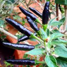 Rare Super Black Hot Chili Pepper Seeds 30 Seeds Organic Vegetables Goat S Weed Pepper Fresh Garden