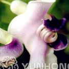 50 Pcs Japanese Creeper Bonsai Rare Boston Snail Flower Vine Bonsai Seeds Fresh Garden