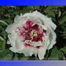 White Dark Red Tree Peony Flower 5 Seeds Pack Light Fragrant Rare Flower Fresh Garden