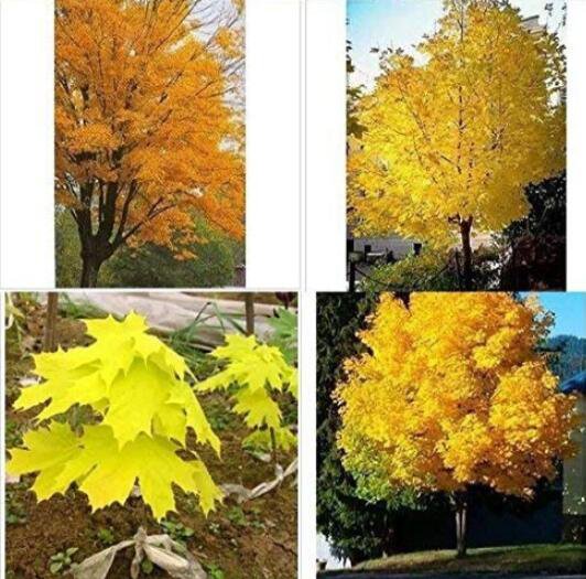 100Pcs Yellow Maple Tree Seeds Fresh Garden