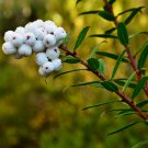 5Pcs Gaultheria Hispida Seeds Snowberry Fresh Garden