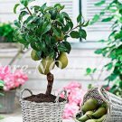 20Pcs Organic Pear Seeds Fresh Garden