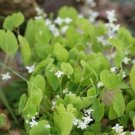 10 Epimedium Brevicornu Plant Seeds Fresh Garden