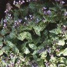 Pulmonaria Lungwort Officinalis 50 Seeds Fresh Garden
