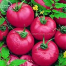 Pink King Tomato Seeds Fresh Garden