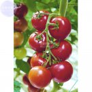 Dark Red Tomato 100 Seeds Fresh Garden