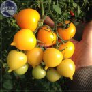 Tomato Bright Golden Peach Fruit Seeds Fresh Garden