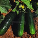 150 Pack Spacemaster Bush Cucumber New Seeds Fresh Garden