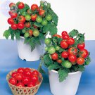Bonsai Cherry Tomato Red Round Fruit 100 Seeds Fresh Garden