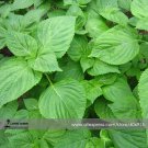 Green Perilla 100 Seeds Fresh Garden