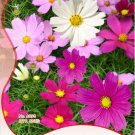 10 S 120 Pack Coreopsis Mix Cosmos Flowers Seeds Fresh Garden