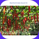 Red Short Snake Gourd 10 Pack Serpent Gourd Edible Vegetable Seeds Fresh Garden