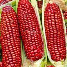 Corn Bloody Butcher Organic 10 Tasty Roasting Frying Crops Seeds Fresh Garden