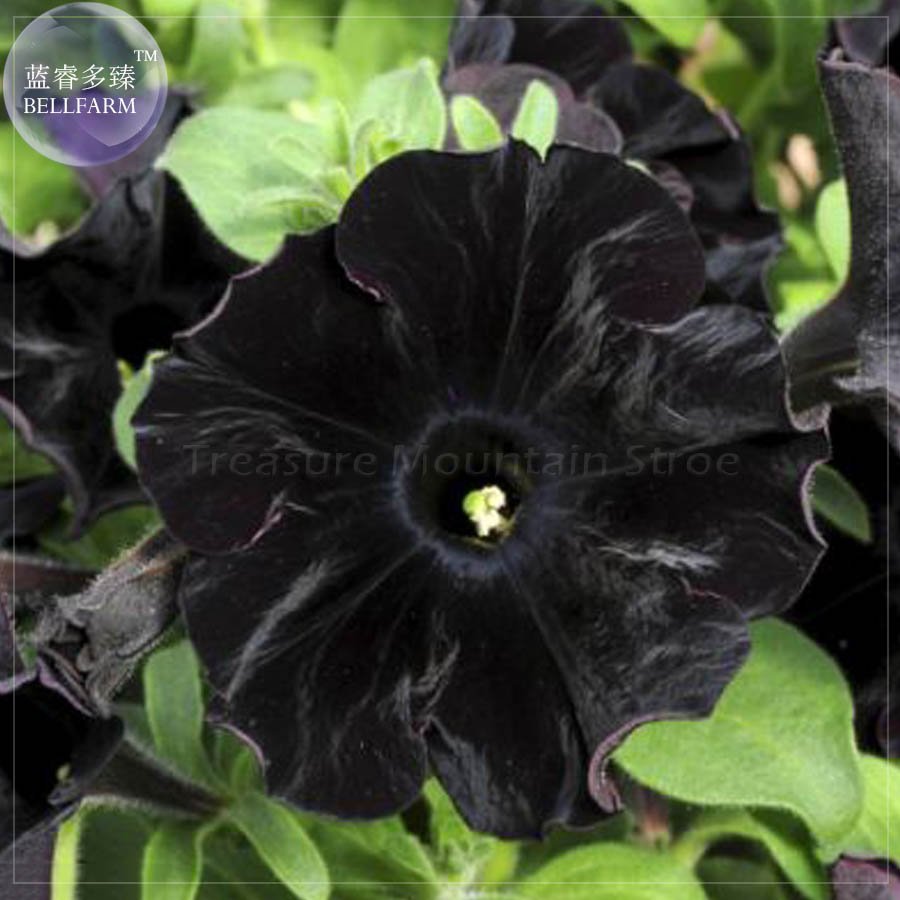 Super Black Cat Petunia Seeds Fresh Garden