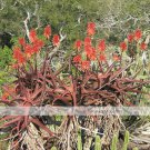Aloe Cameronii Red Aloe South African Succulent Seeds Fresh Garden