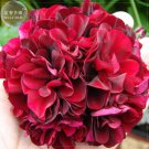 Geranium Black Rose Pelargonium Seeds Fresh Garden