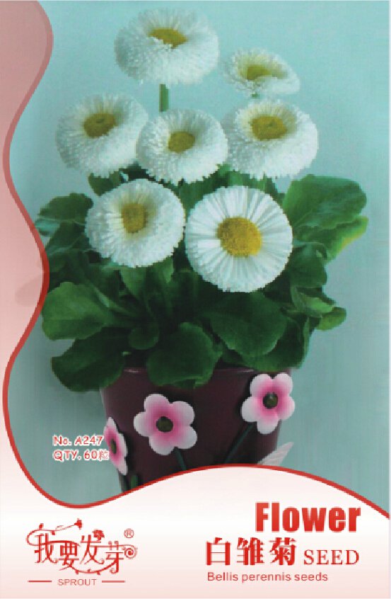 10 S 60 Pack Dwarf White English Daisy Bellis Perennis Flower Seeds Fresh Garden
