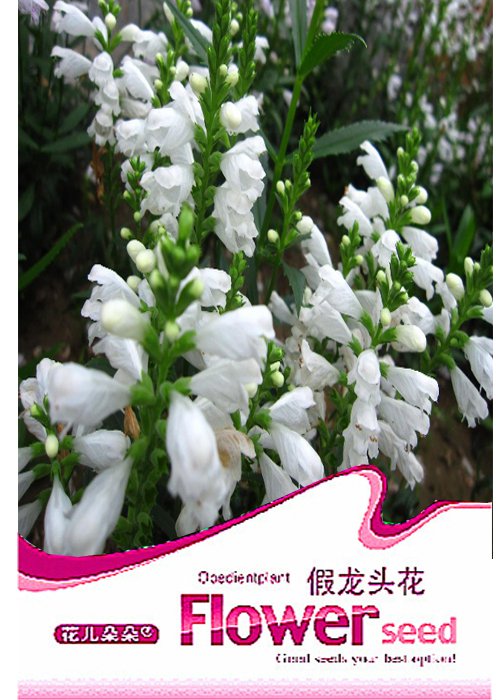 20 Pack White Obedient Plant Physostegia Virginiana Alba Seeds Fresh Garden