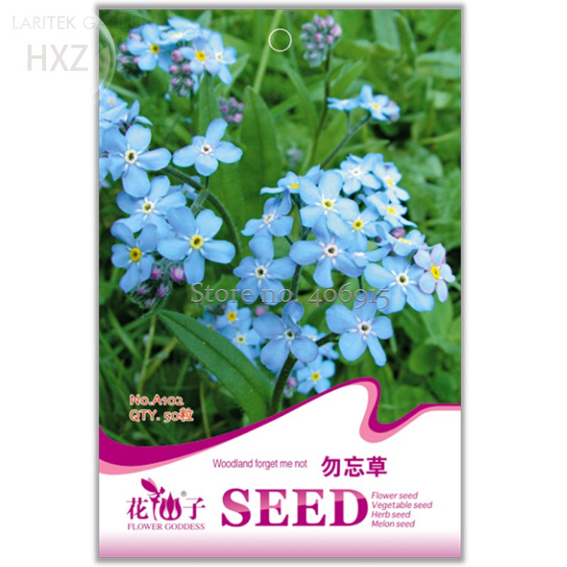 Blue Myosotis Sylvatica Bonsai 50 Seeds Fresh Garden