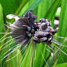 Tacca Chantrieri 5 Seeds Fresh Garden