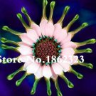 100 Pcs African Blue Eyed Daisy Flower Bonsai Osteospermum Flower Bonsai Balcony Flower Seeds Fresh 