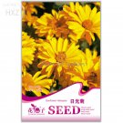 Flower Sunlight Chrysanthemum 50 Seeds Fresh Garden